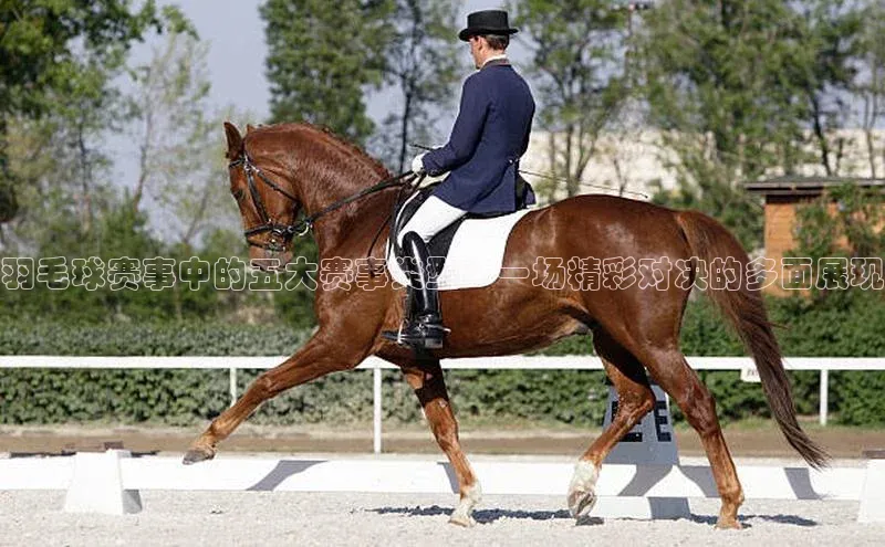 羽毛球赛事中的五大赛事类型：一场精彩对决的多面展现